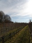 , Winterfest starting February 11th – Jazz on the Vine, Town &amp; Country Real Estate