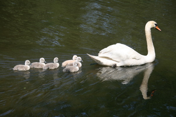swans